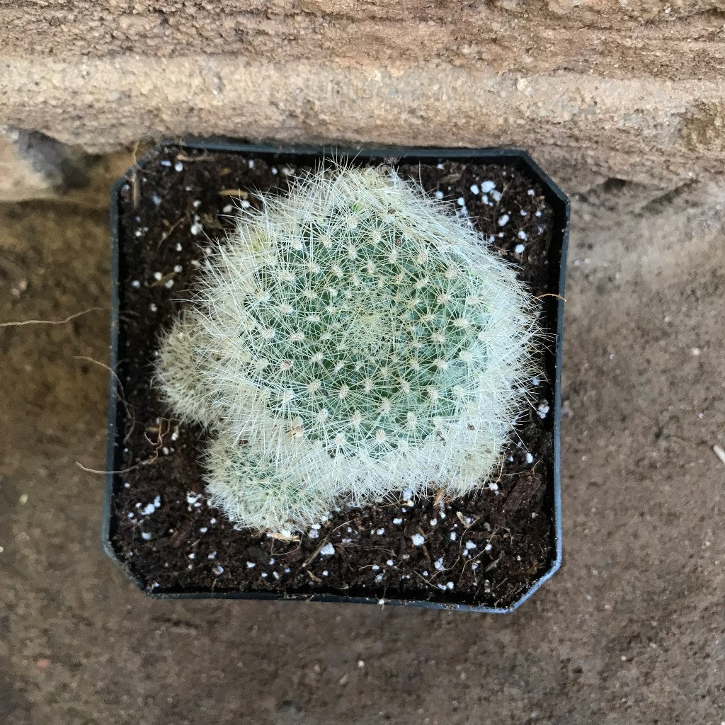  Rebutia Senilis V. Stuemeri Cactus Plant