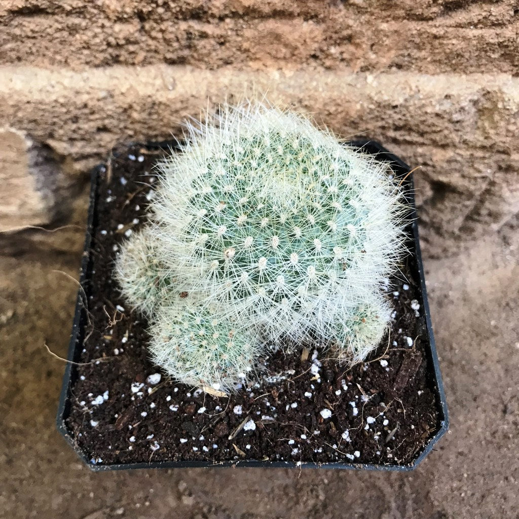  Rebutia Senilis V. Stuemeri Cactus Plant