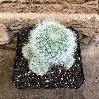 Rebutia Senilis V. Stuemeri Cactus Plant