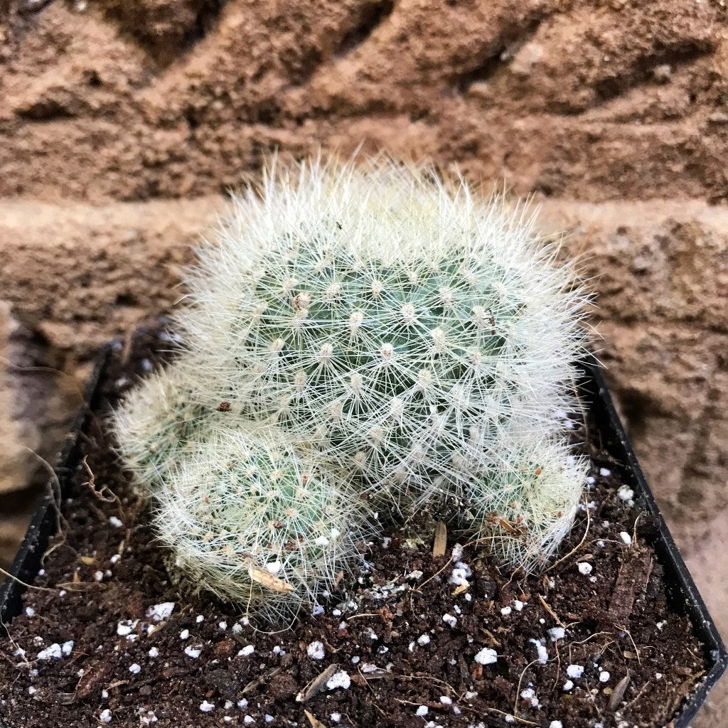  Rebutia Senilis V. Stuemeri Cactus Plant