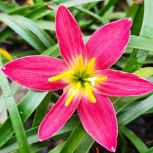  Rain Lily 'Red Lamduan' (Bulbs)