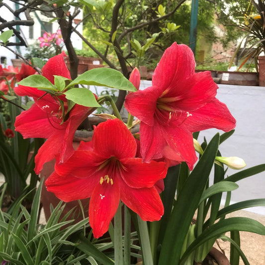  Amaryllis Red Peacock (Bulbs)