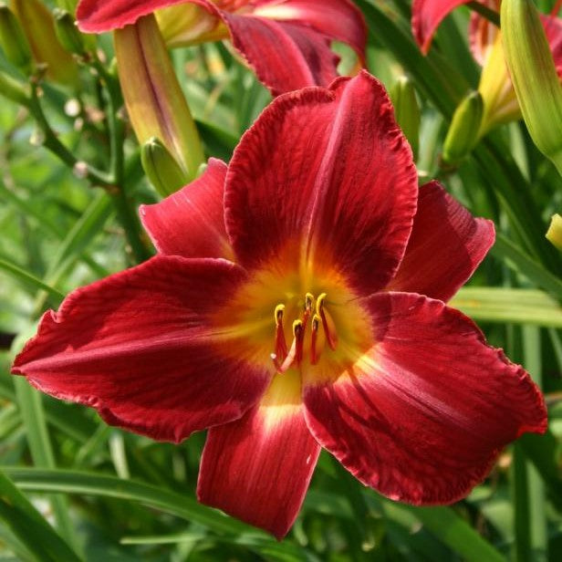  Hemerocallis Red Volunteer (Bulbs)