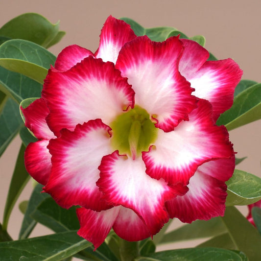  Red Aurora Adenium Plant
