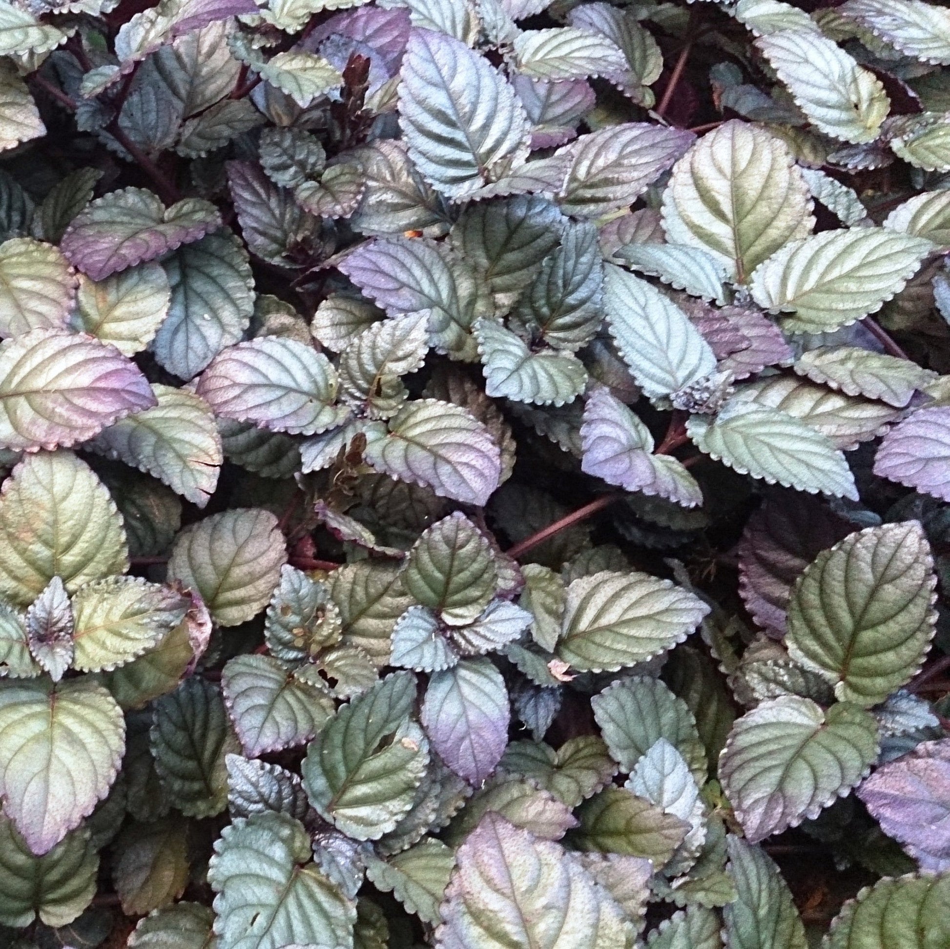  Red Ivy Purple Waffle Creeper Plant
