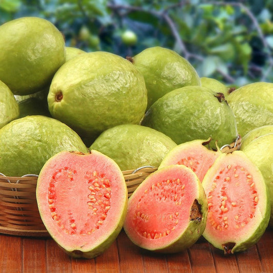  Red Guava Tissue Culture Plant