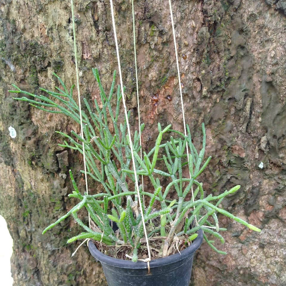  Hatiora Salicornioides Dancing Bones Succulent Plant