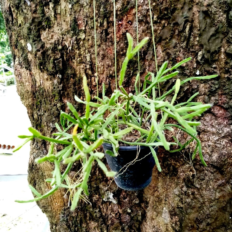  Rhipsalis Sulcata Succulent Plant