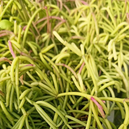  Rhipsalis Teres Succulent Plant