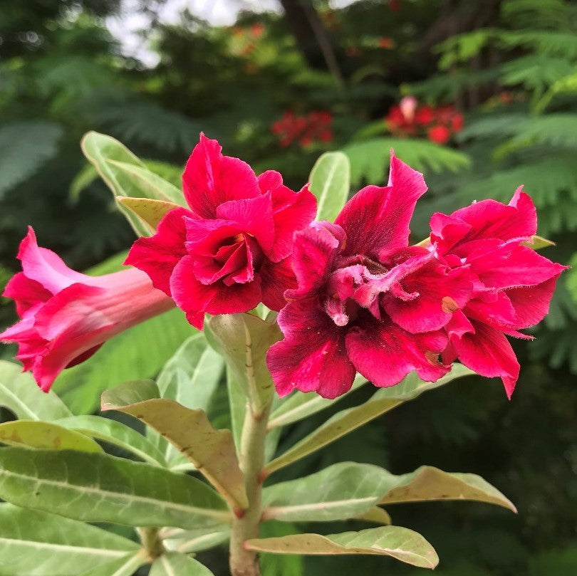  Rhubarb Splash Adenium Plant