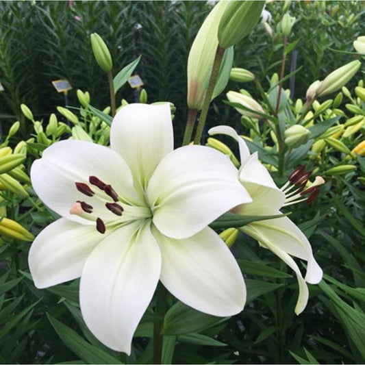  Lilium Asiatic 'Richmond' (Bulbs)