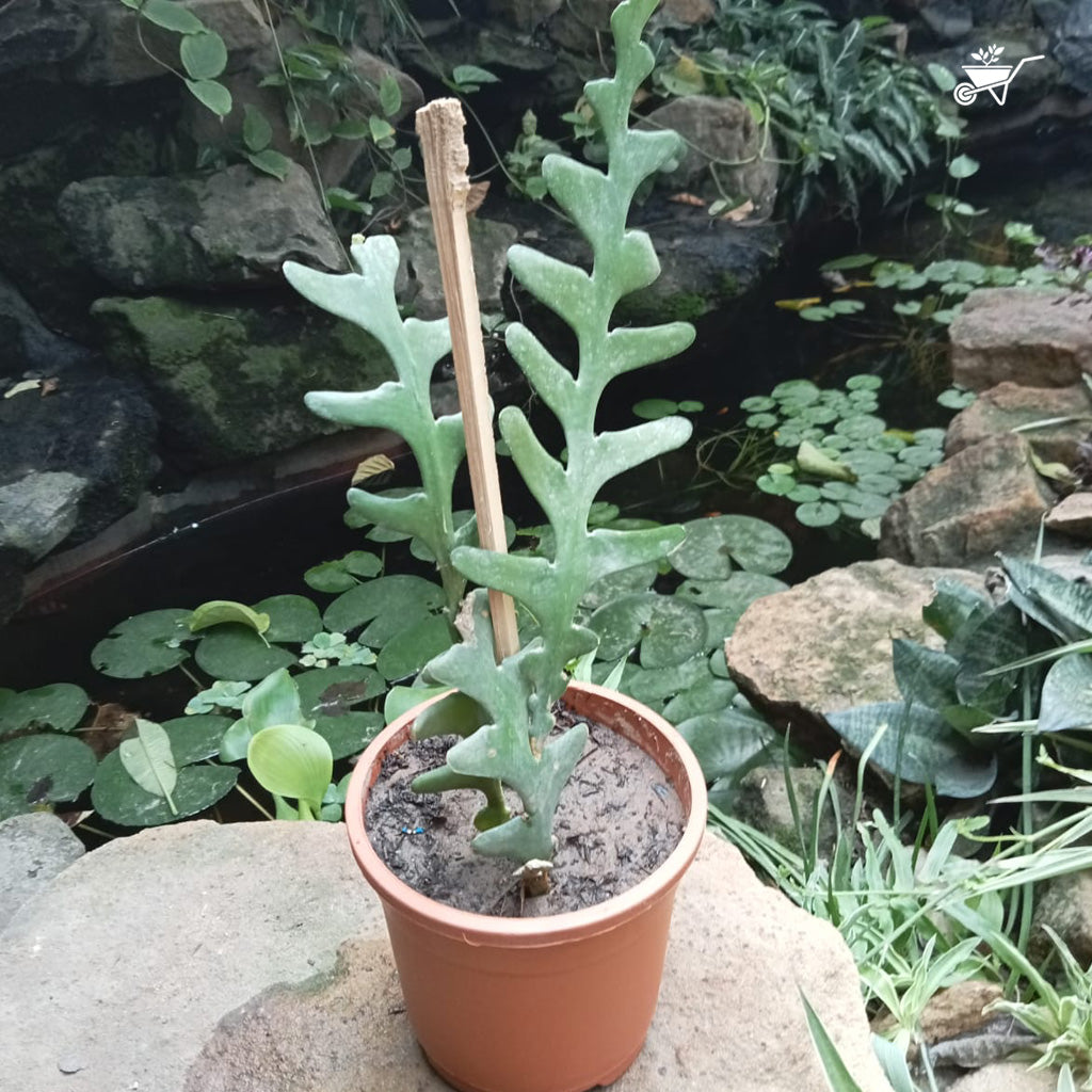  Rick Rack Cactus Cactus Plant