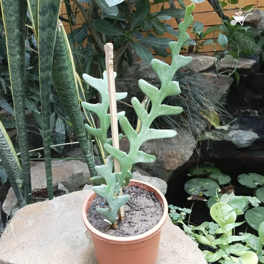  Rick Rack Cactus Cactus Plant