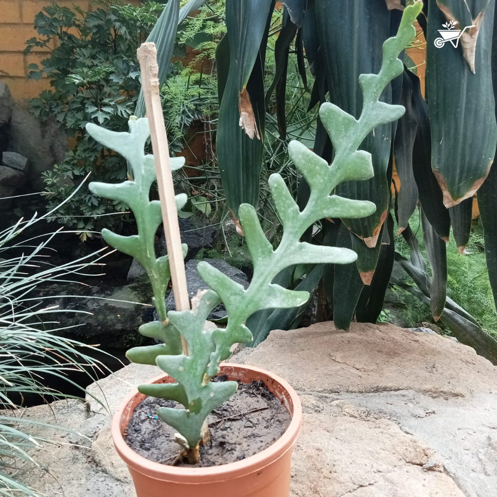  Rick Rack Cactus Cactus Plant