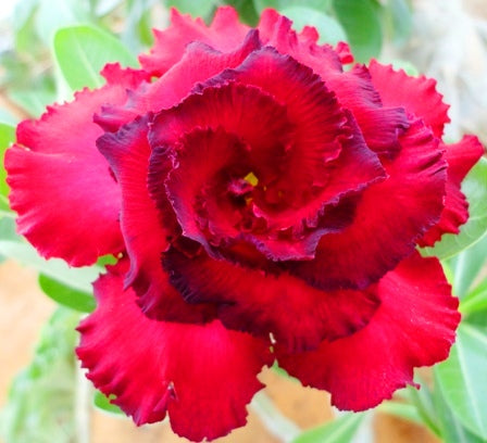  Rome Adenium Plant