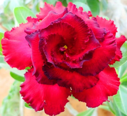  Rome Adenium Plant