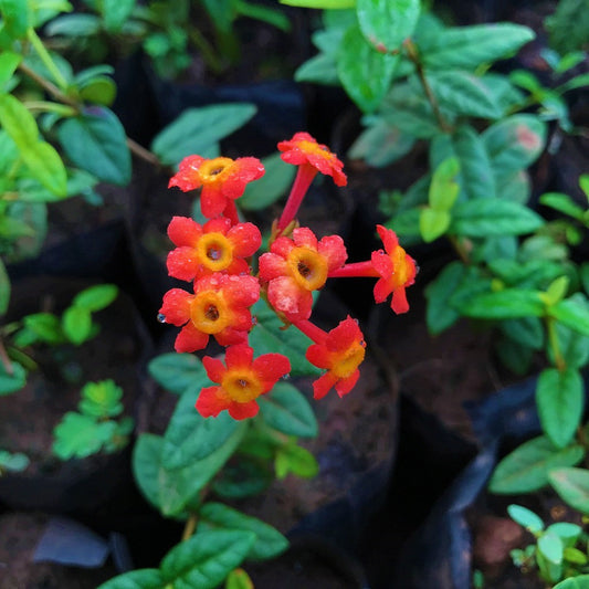  Orange Panama Rose Plant