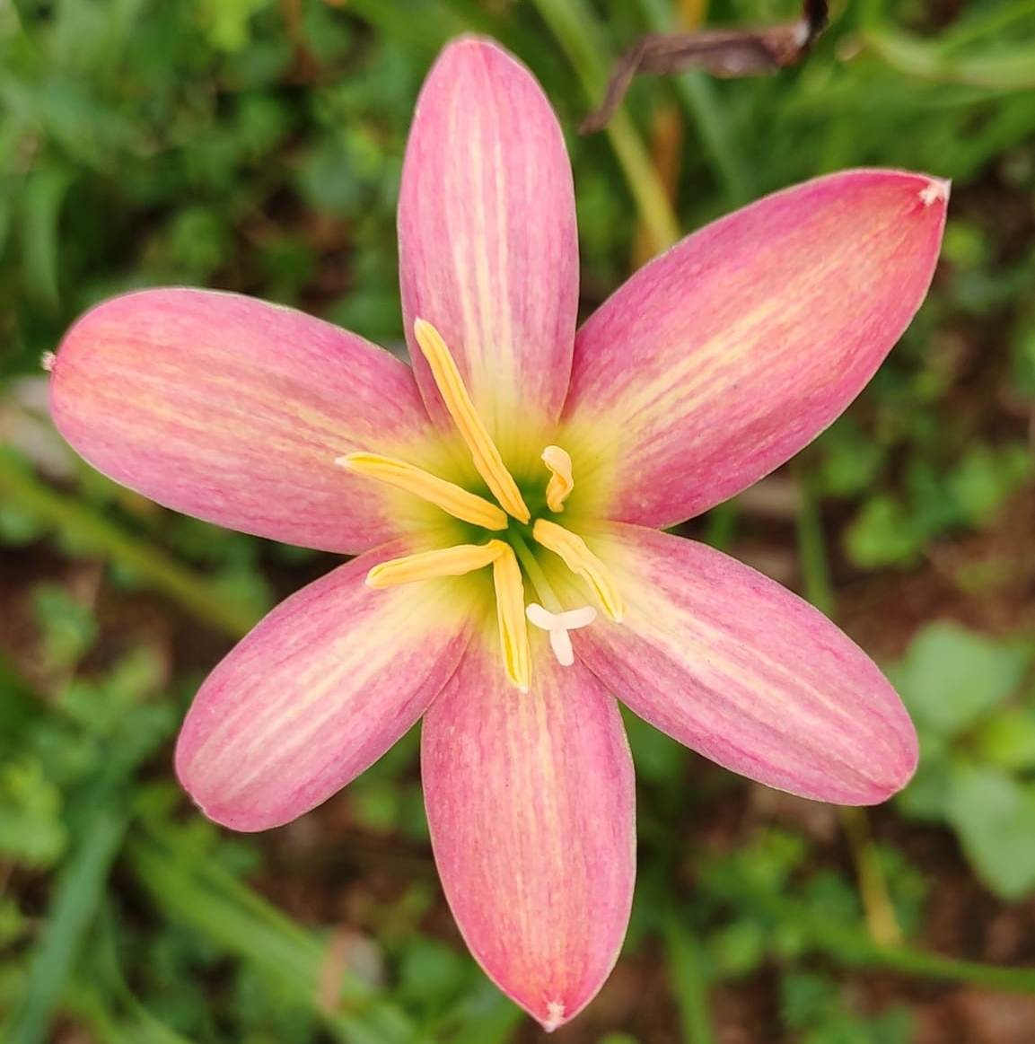  Rain Lily 'Rose Perfection' (Bulbs)