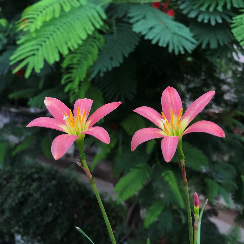  Rain Lily 'Rose Perfection' (Bulbs)