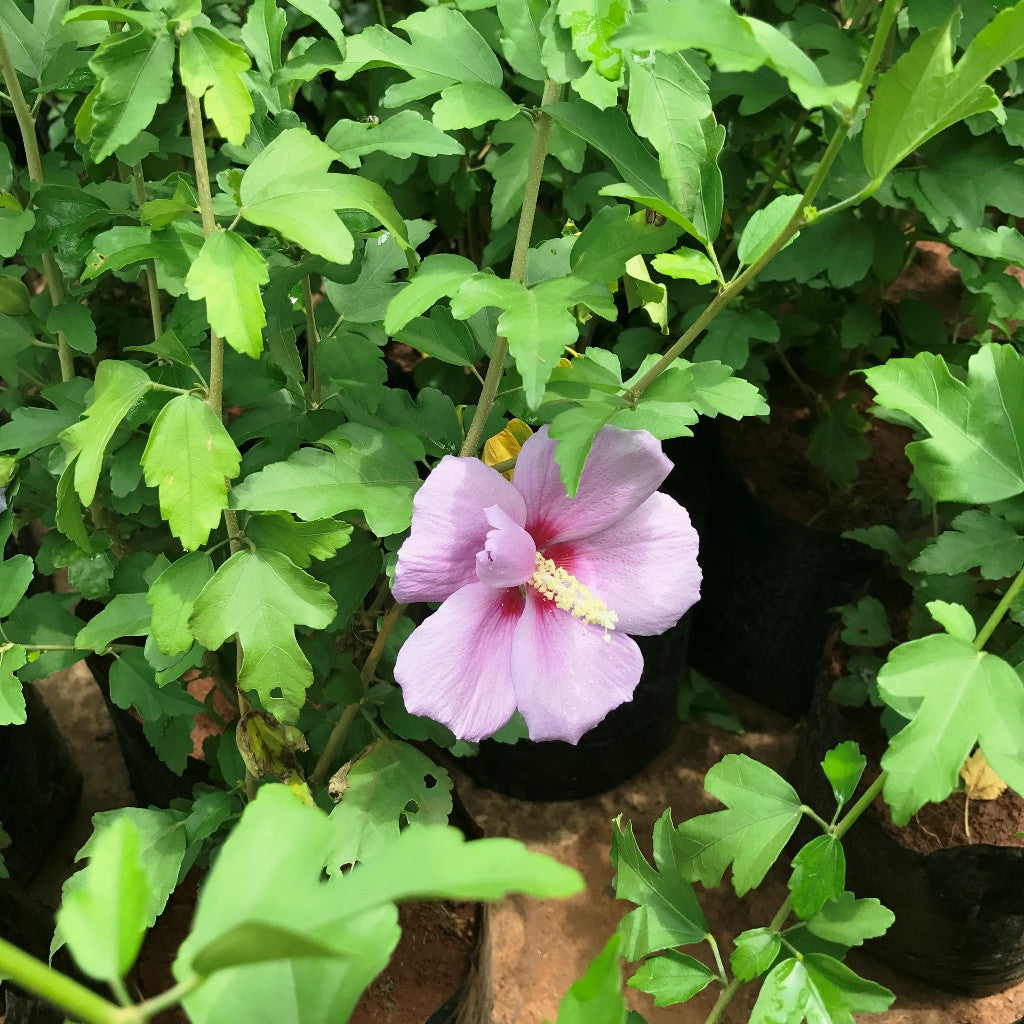  Roses Of Sharon Plant