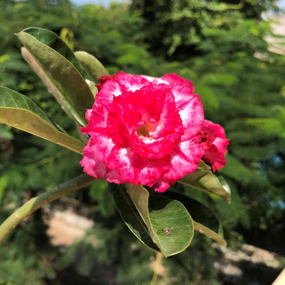  Rosy Spiral Adenium Plant