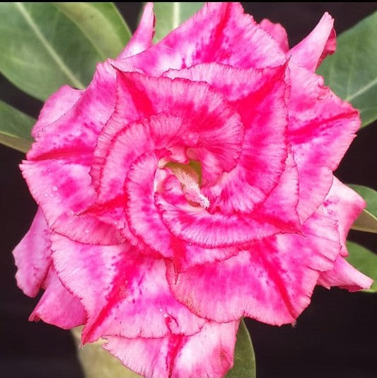  Rosy Spiral Adenium Plant
