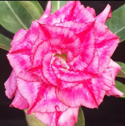  Rosy Spiral Adenium Plant