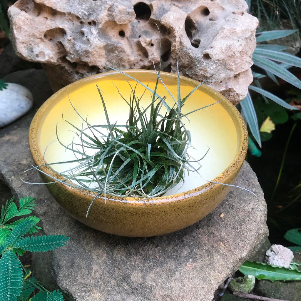  Exotic Metallic Bonsai Ceramic Pot (Medium)