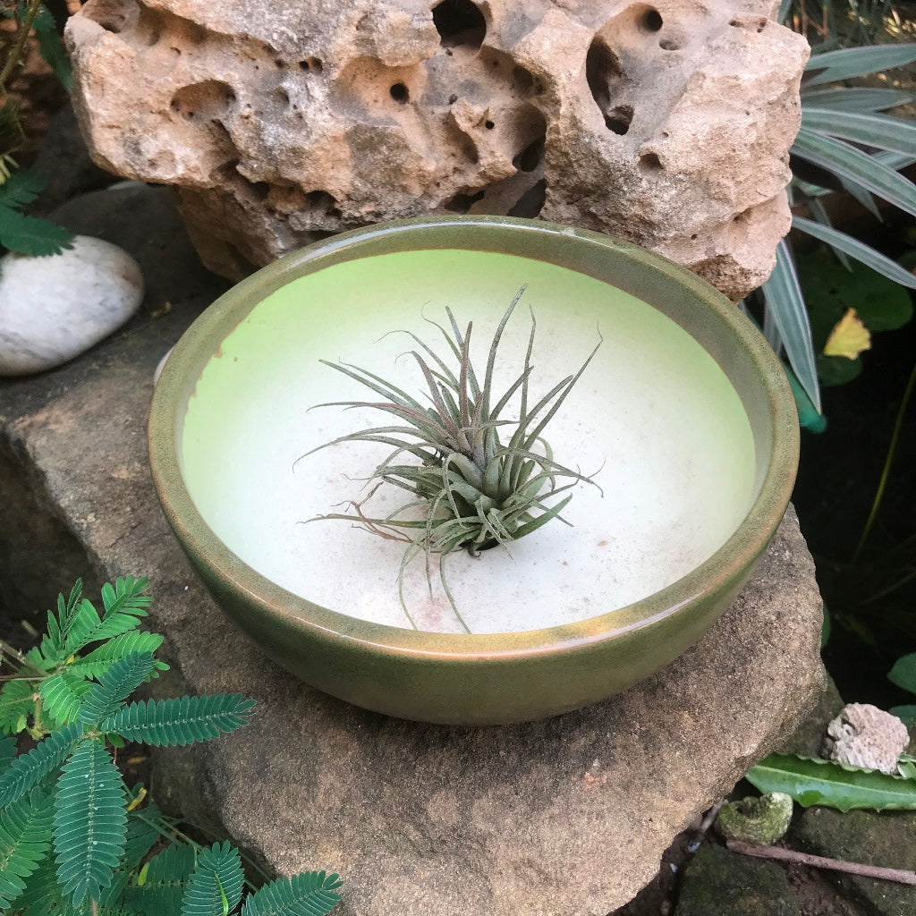  Exotic Metallic Bonsai Ceramic Pot (Medium)
