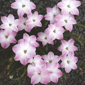  Rain Lily 'Rounded' (Bulbs)