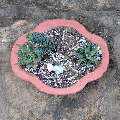  Set Of 3 Medium Petal Cornered Terracotta Pot