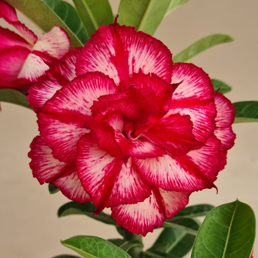  Ruby Blaze Adenium Plant