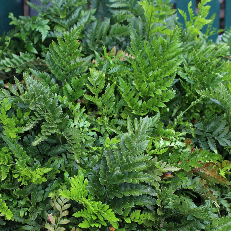  Leatherleaf Fern Plant