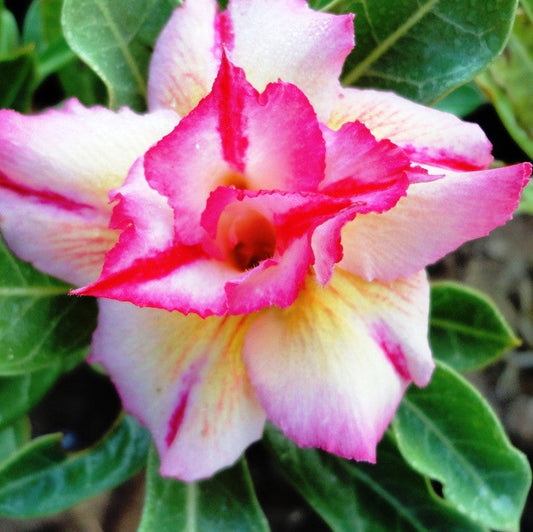  Siam Yellow Dream Adenium Plant