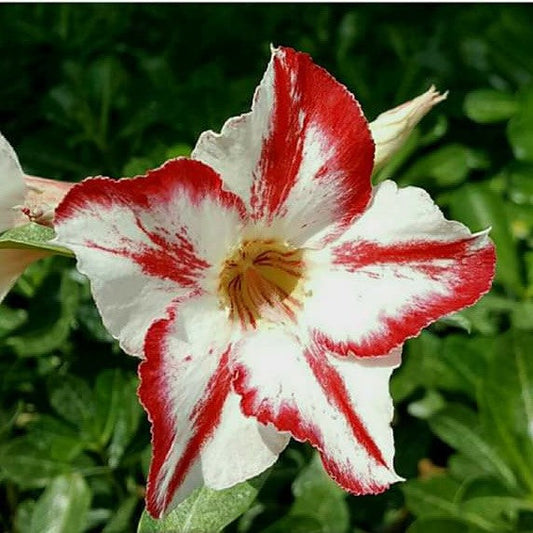  Linckii Star Adenium Plant