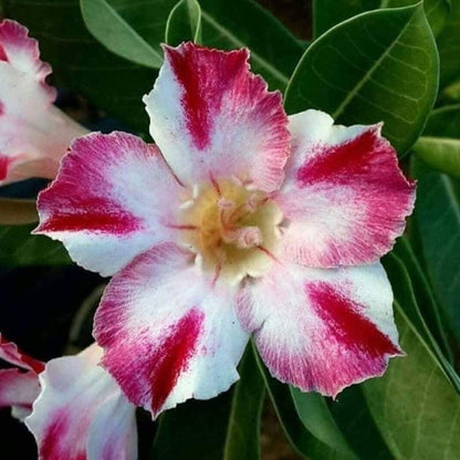  Candy Crush Adenium Plant