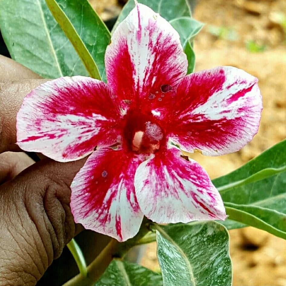  Pink Nebula Adenium Plant