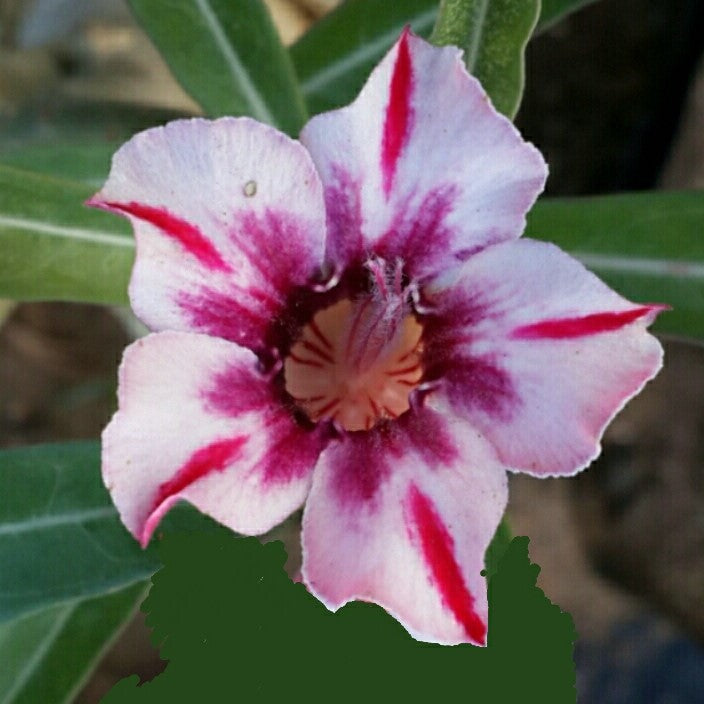  Supernova Adenium Plant