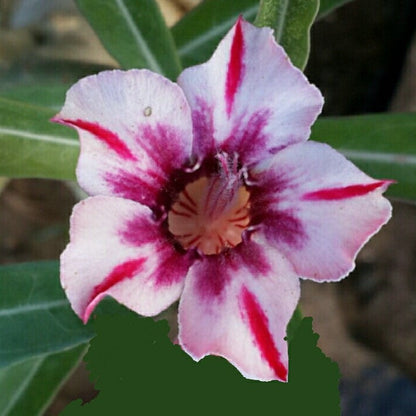  Supernova Adenium Plant