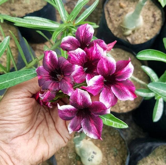  Coronet Cluster Adenium Plant