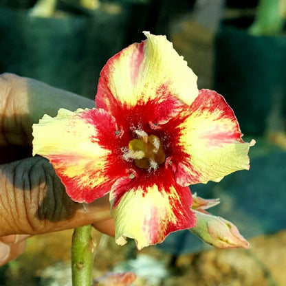 Amber Cloud Adenium Plant