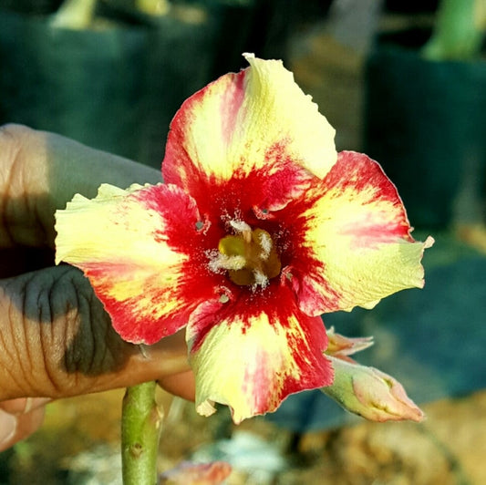  Amber Cloud Adenium Plant