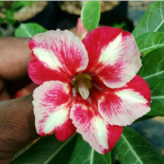  Memoir Coir Adenium Plant