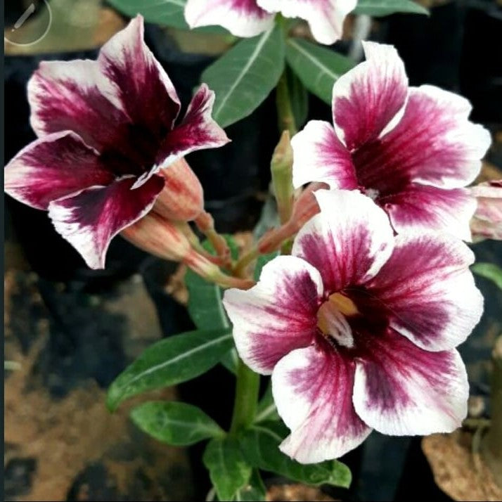  Purple Finch Adenium Plant