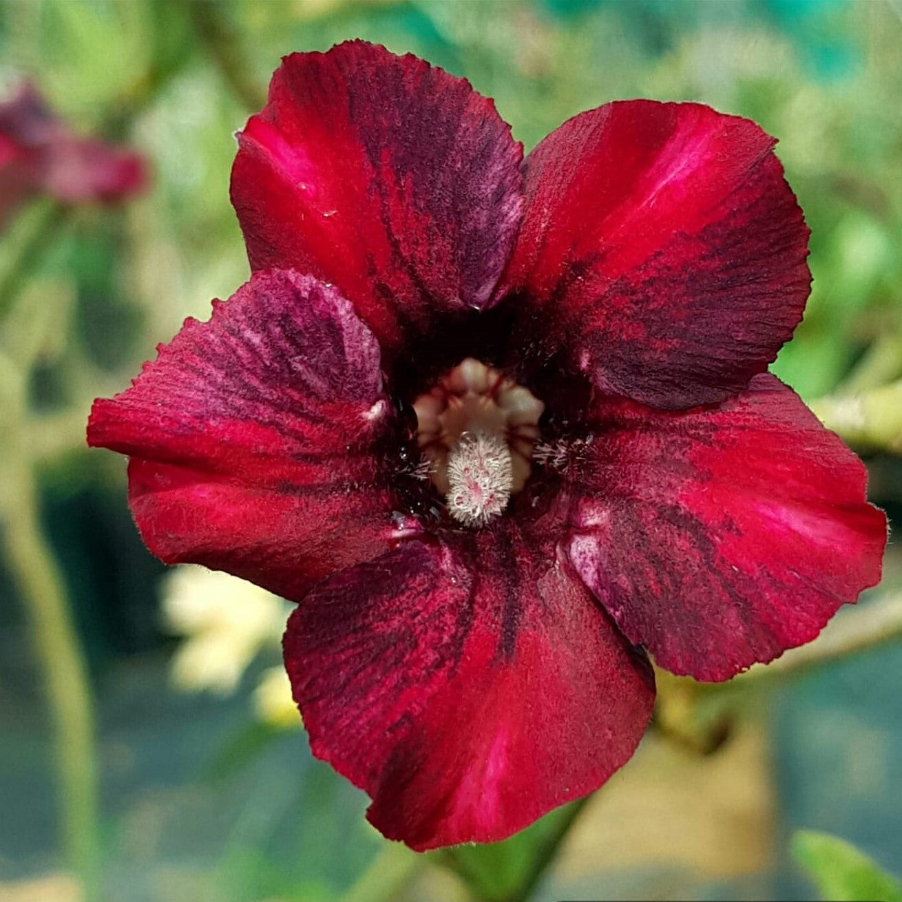  Red Jasper Adenium Plant