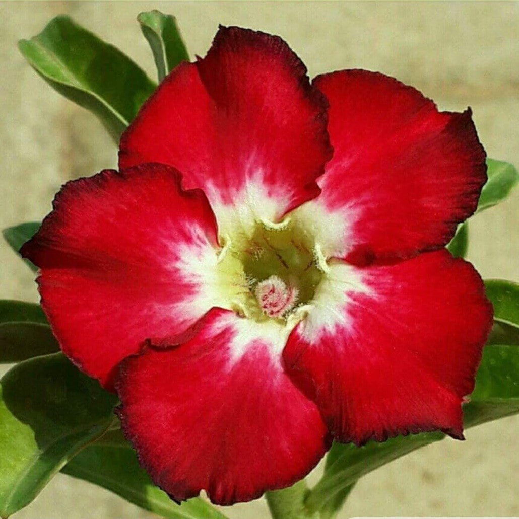  Flaming Rose Adenium Plant