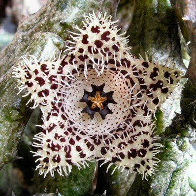  Stapelia Madagascar Succulent Plant