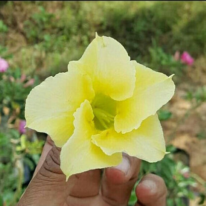  Elegance Adenium Plant
