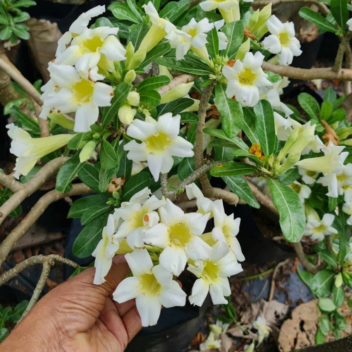  Vivacious Yellow Adenium Plant