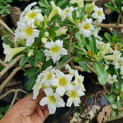  Vivacious Yellow Adenium Plant